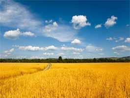 創(chuàng)新引領(lǐng)，綠色儲(chǔ)糧